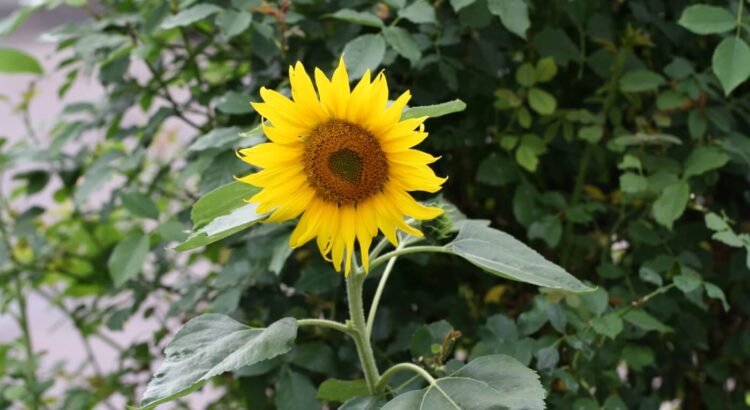 Als Hobby selbstgeplanzte Sonneblume